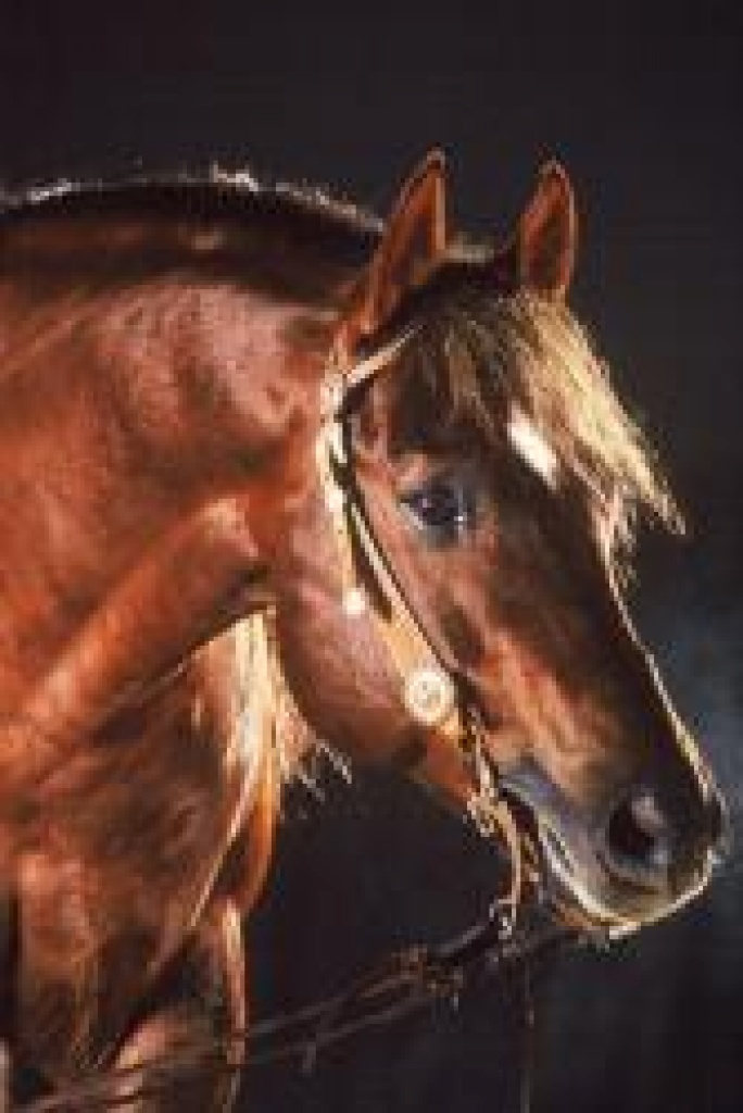 Ein sicherer Vererber für Spitzenfohlen Frühbucherrabatt - Deckhengst - Martinshöhe