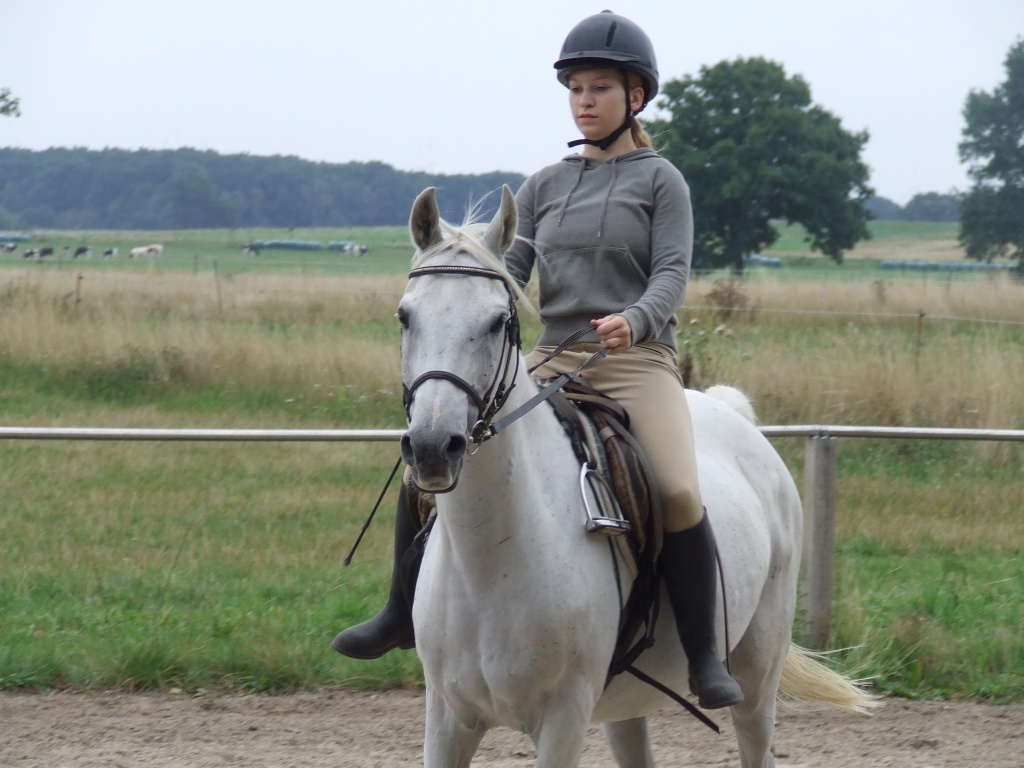 Suche Reitbeteiligung in Wolfenbüttel und Umgebung - Reitbeteiligung - Wolfenbüttel