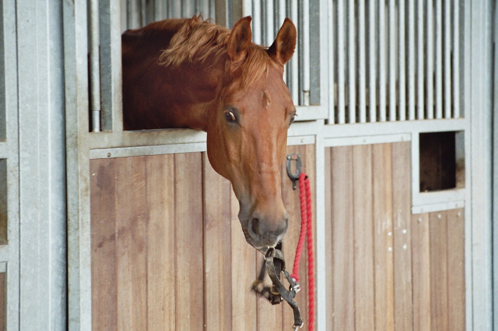 Biete Reitbeteiligung in 47877 Willich - Reitbeteiligung - Willich