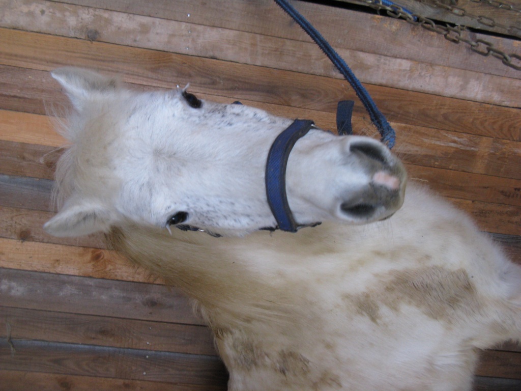 Vergebe Pflegepony - Reitbeteiligung - Burgsalach
