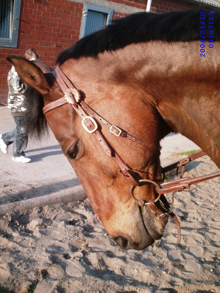 !!Suche Reitbeteiligung!! - Reitbeteiligung - Sonsbeck