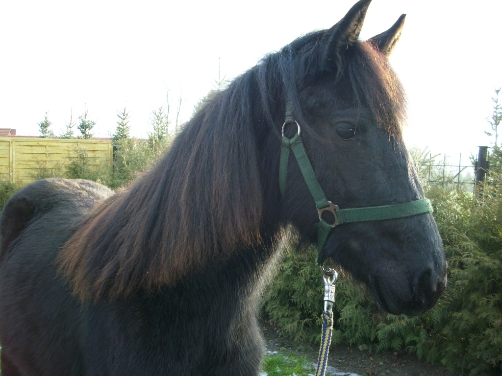 Bieten Pflegepferd + gelegentliches Reiten Altm.kr. Salzwedel - Reitbeteiligung - Büste