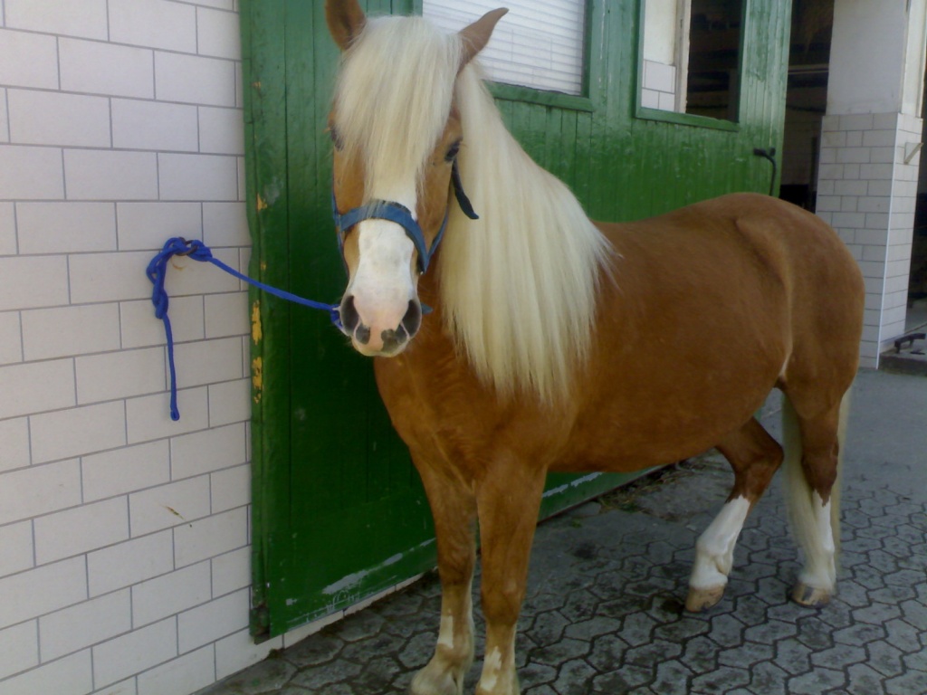 Suche Reitbeteiligung (Barockreiterei) für meinen 11Jährigen Haflinger-Araber Wa - Reitbeteiligung - Steinheim