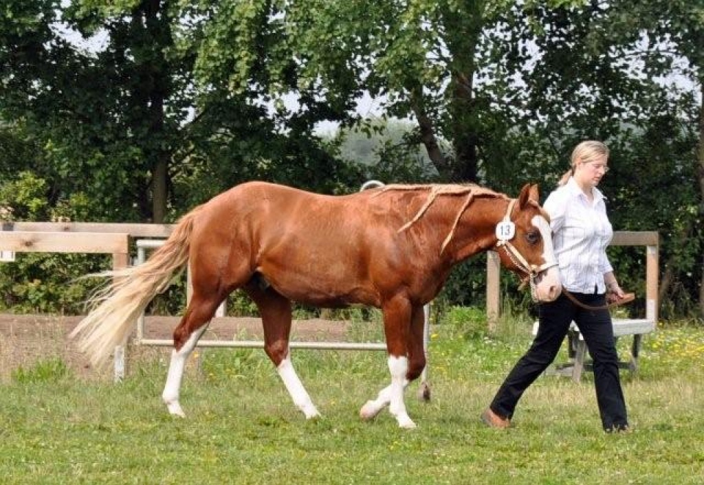 A Smokin Little Gun AQHA & APHA !! - Deckhengst - Celle
