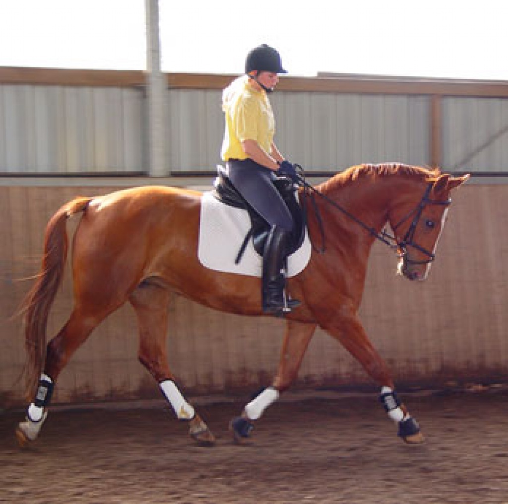 Hannoveraner Zuchtstute Sharon Stone von Spartan - Stute - Burgdorf