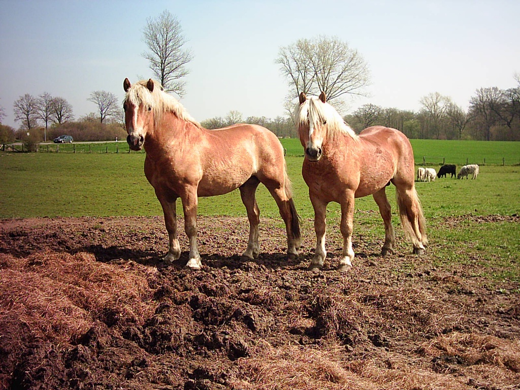 Haflinger Hengste - Ponys - Ahrensbök