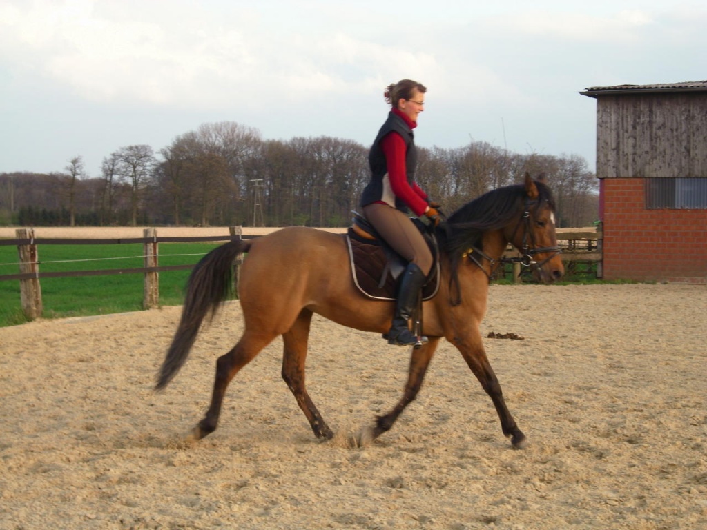 Suche Reitbeteiligung / Pflegepferd im Kreis Münster - Reitbeteiligung - Münster