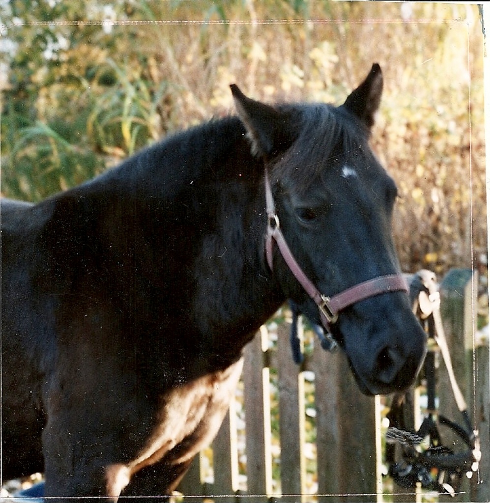 Reitbeteiligung - Reitbeteiligung - Borstel Hohenraden