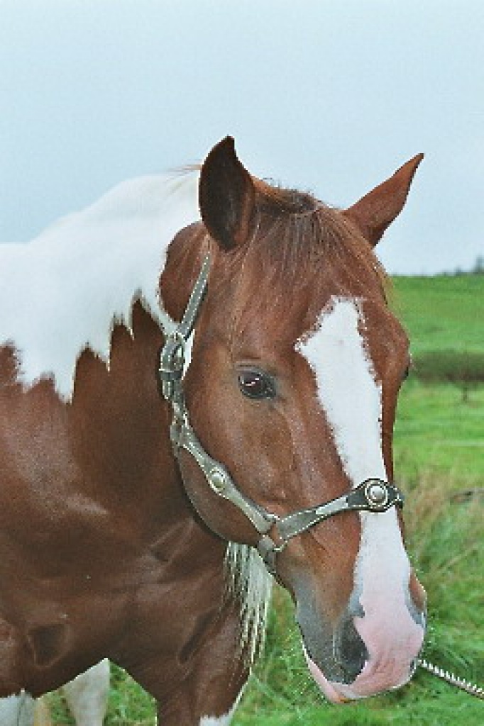 ****Paint Horse Deckhengst Skipper Sting**** - Deckhengst - Rechbergreuthen