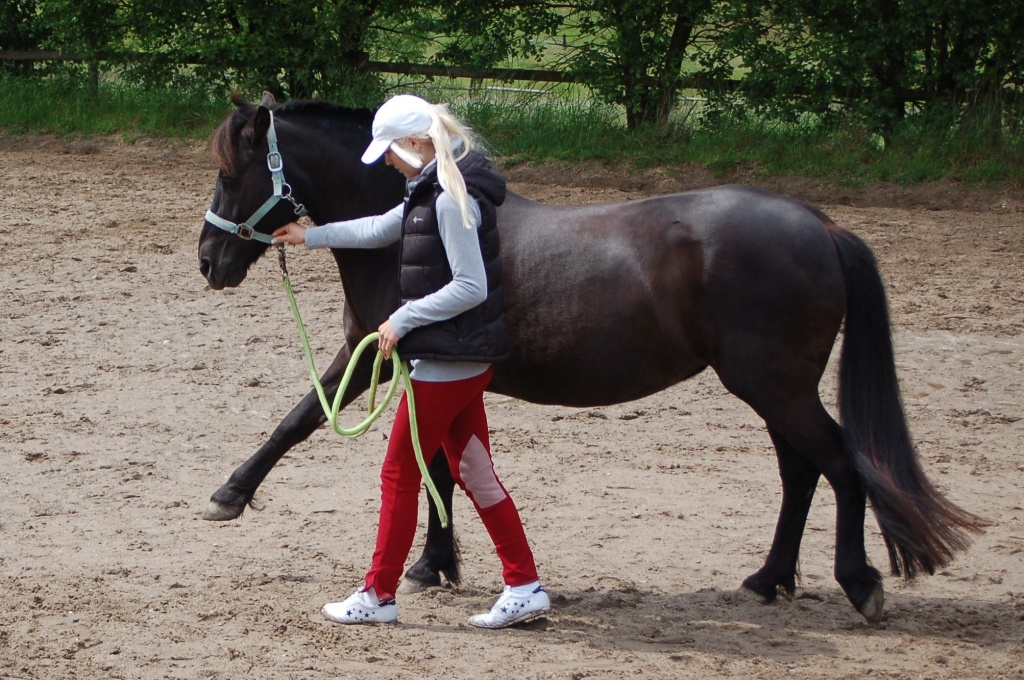 Hübsche Ponystute sucht Dich! - Reitbeteiligung - Essen