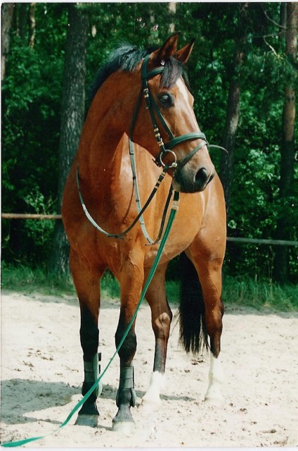 Charmanter Wallach sucht RB in 31737 - Reitbeteiligung - Rinteln