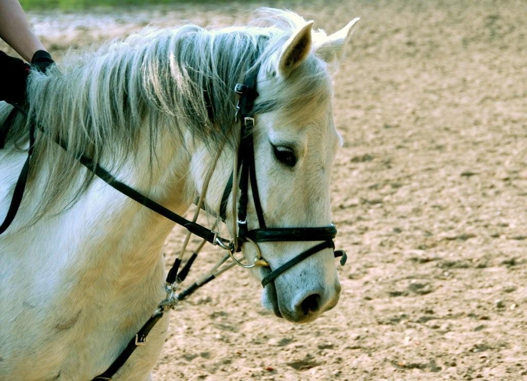 Biete Reitbeteiligung für 7-Jährigen Wallach. - Reitbeteiligung - Bad Bramstedt