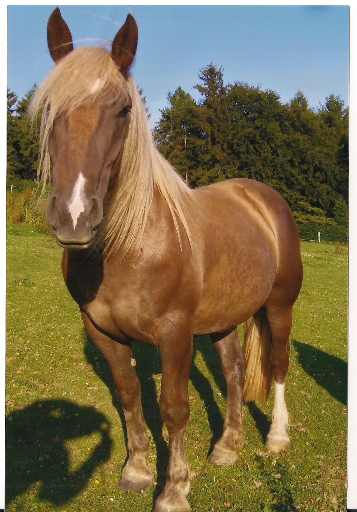 Suche für meine norikerstute eine reitbeteiligung - Reitbeteiligung - Vlotho