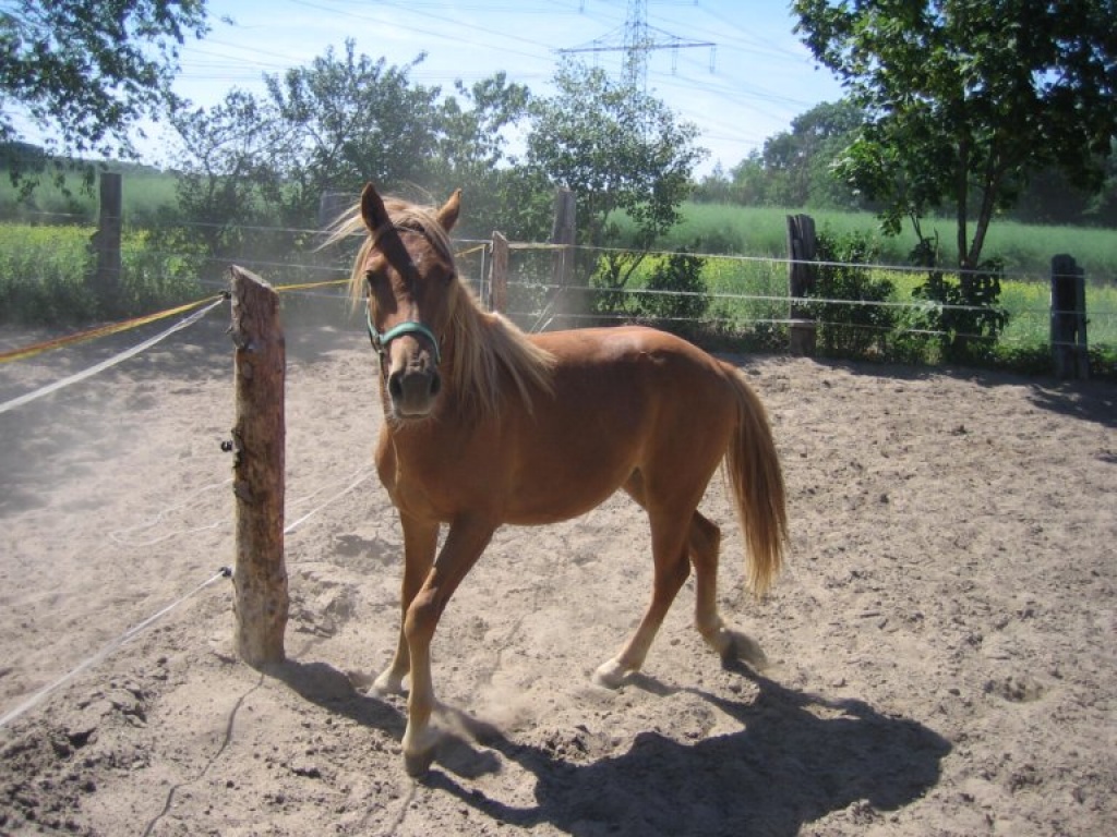Wer kennt amigo ... vermisst - Ponys - Mannheim