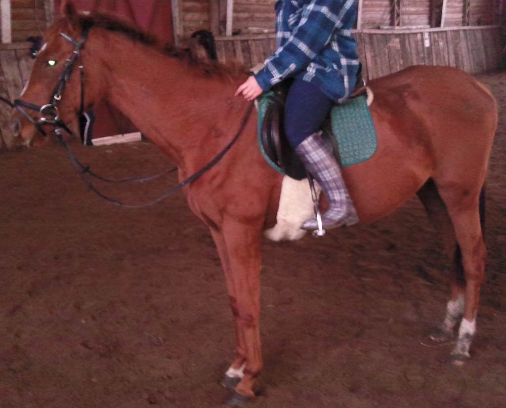 Englisches Vollblut mit Top Abstammung - Stute - Berlin Brandenburg