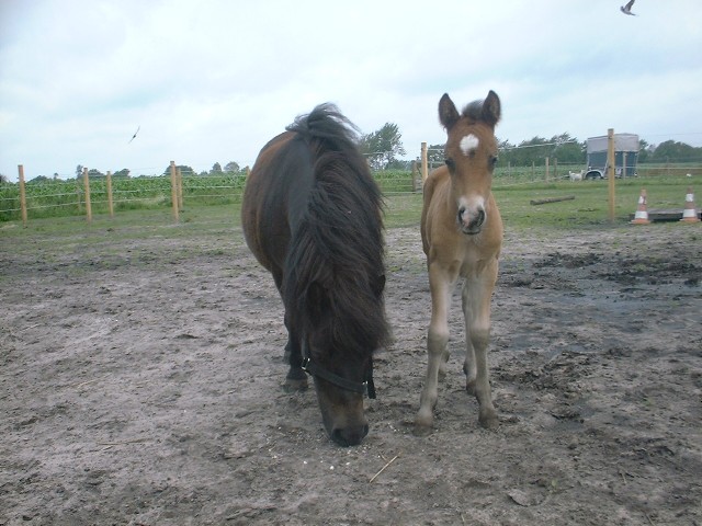 Lolle sucht endlich was zu tun - Ponys - Jesow