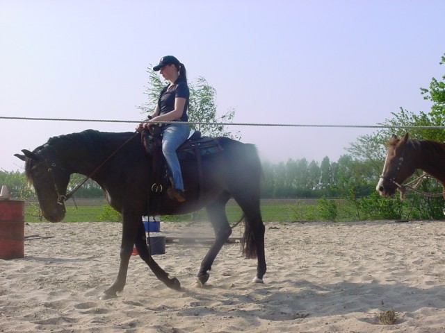 Darnels X Lucky Boy (KWPN) - Stute - Westoverledingen