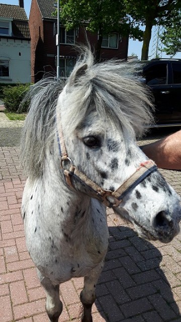 Bildhübscher Appaloosa Hengst 1+2 Spännig gefahren - Ponys - Niederlande