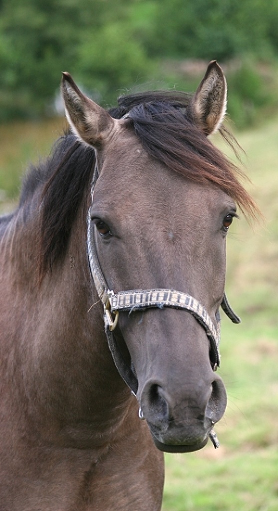 HALT!!!Suche DRINGEND Reitbeteiligung - Reitbeteiligung - Köln