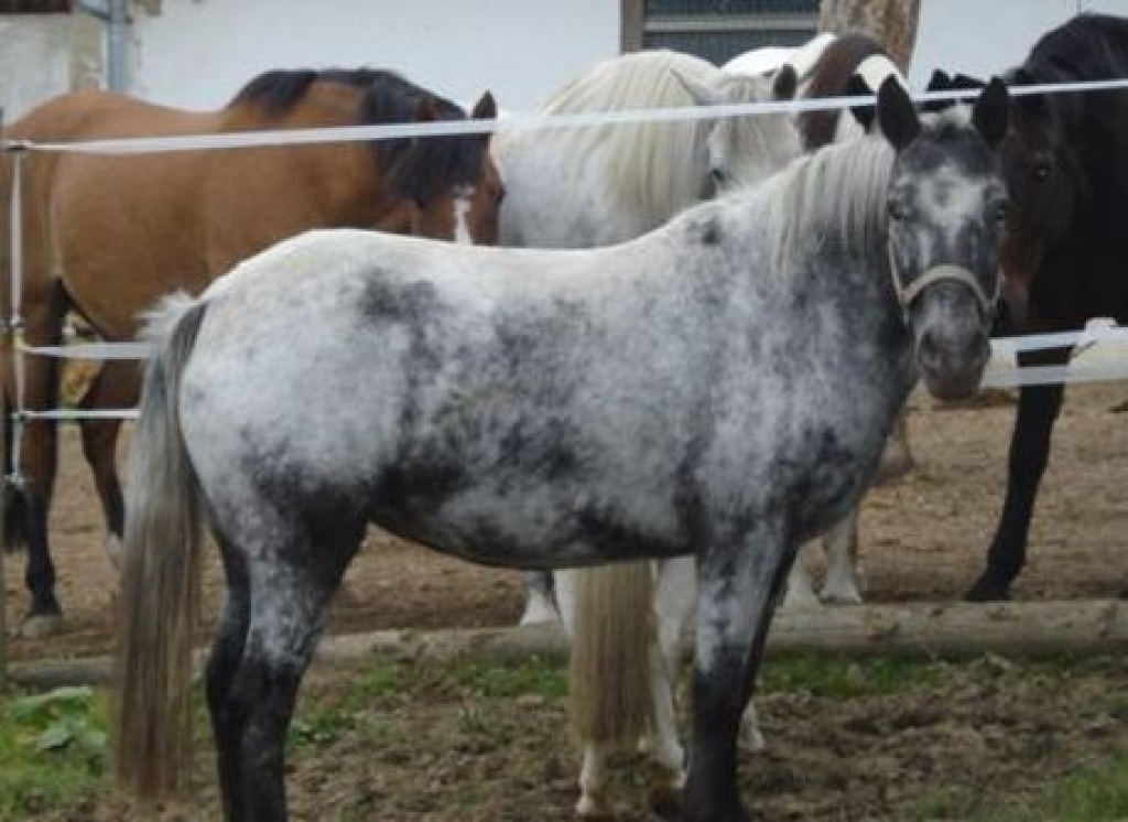 Reitbeteiligung in Niederbayern - Reitbeteiligung - Rottenburg an der Laaber