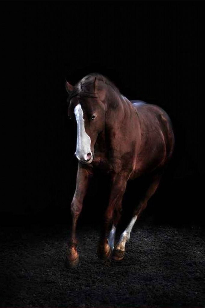 American Quarter Horse Hengst - Deckhengst - Göttingen