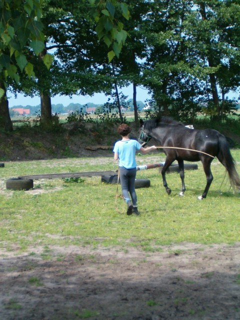 Suche  mobilen Westernreitlehrer - Reitbeteiligung - Essen