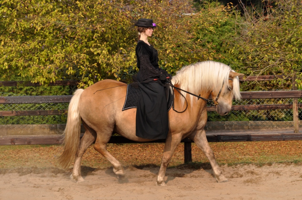 Macho Hafi sucht toughe Reiterin/toughen Reiter - Reitbeteiligung - Oyten