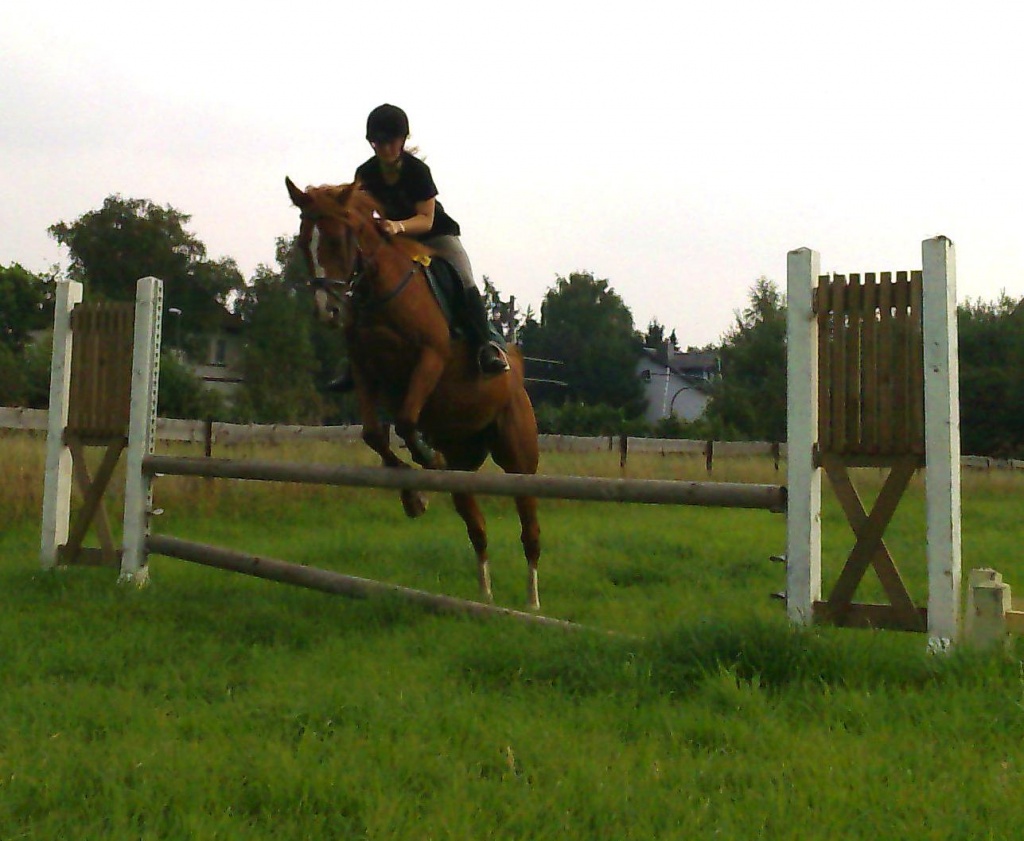 Suche Reitbeteiligung in Köln - Reitbeteiligung - Köln