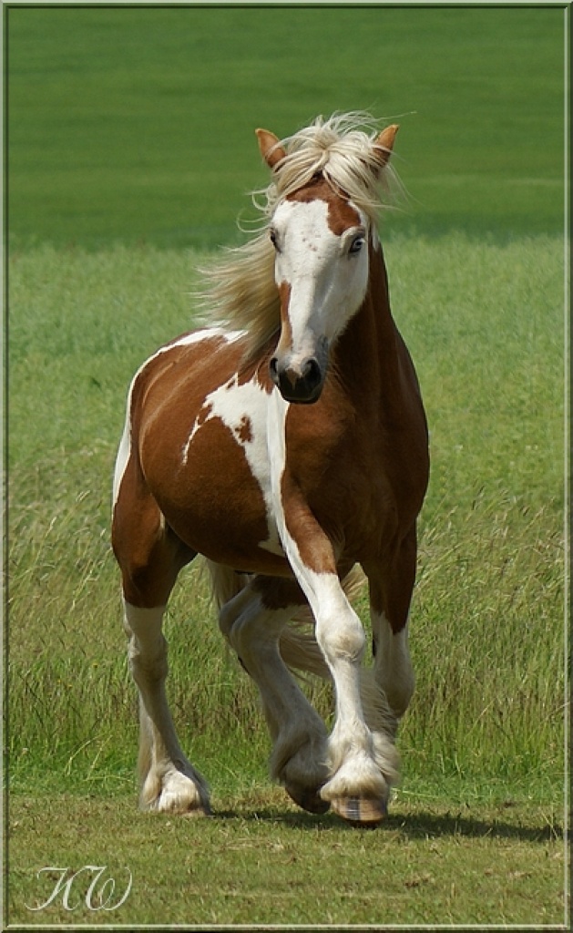 Deckanzeige: Irish Tinker - Fuchsschecke - Deckhengst - Reichenbach