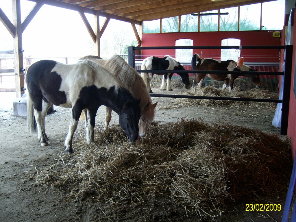 Stallplatz in Aktiv- Offenstall - Stallplatz - Klein Offenseth Sparrieshoop