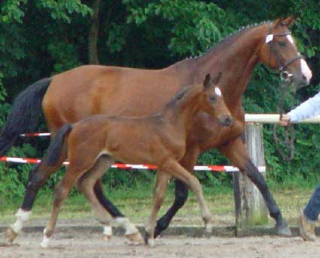 Hannoveraner Hengstfohlen Ebony von Earl - Fohlen - Burgdorf