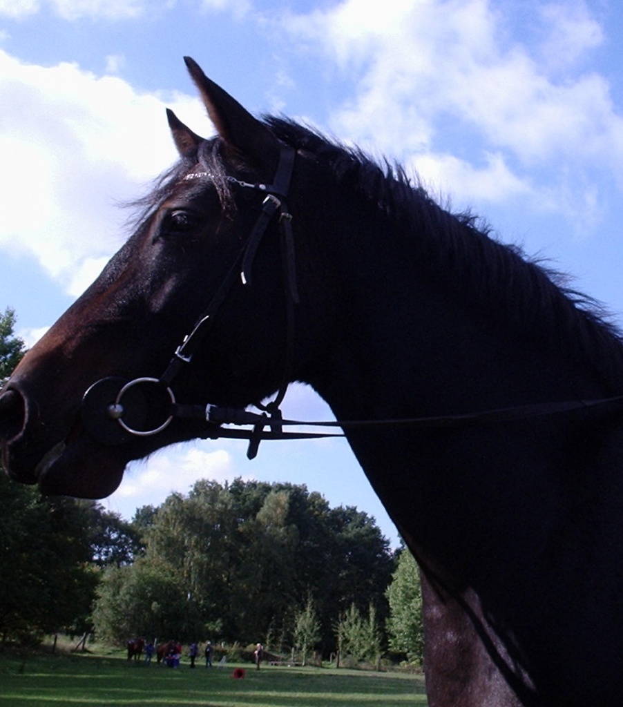 Biete Reitbeteiligung für Warmblutmix - Reitbeteiligung - Berlin
