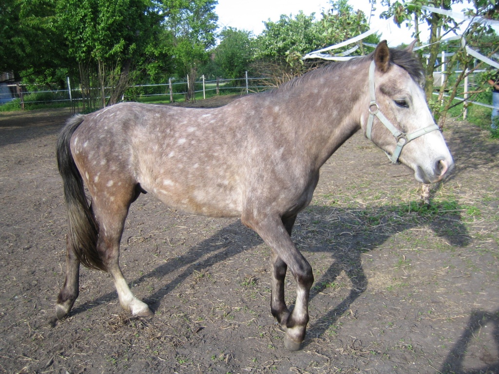 Endmass-Pony zu verkaufen - Ponys - Herxheimweyher
