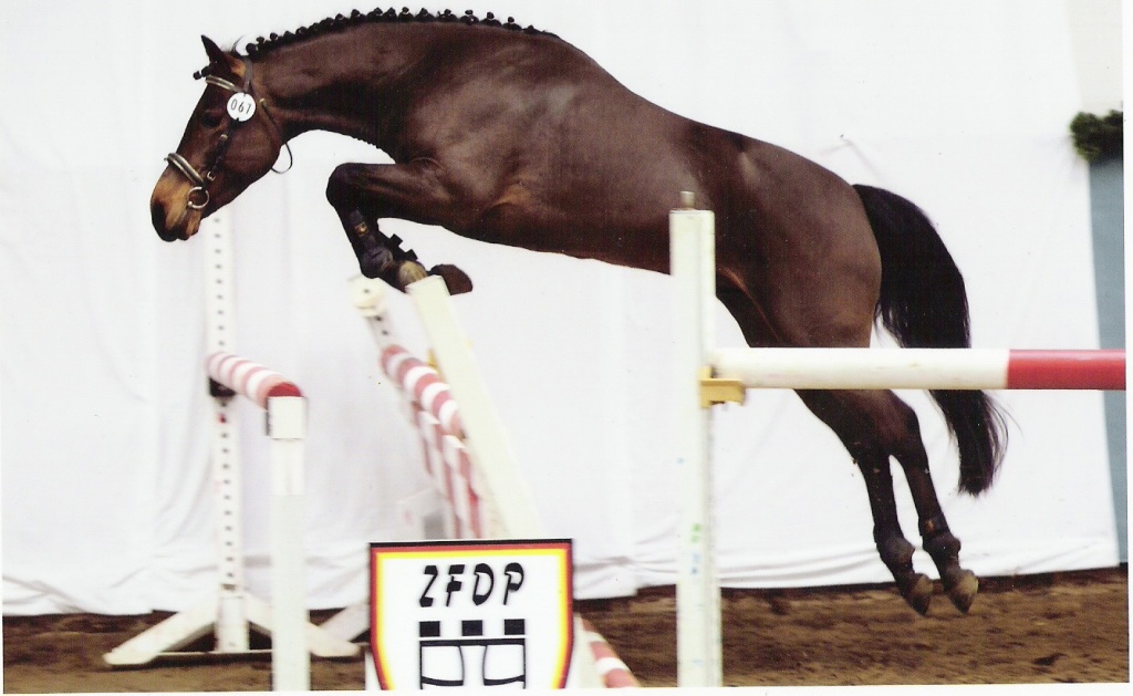 New Foresthengst - Deckhengst - Kleinkummerfeld