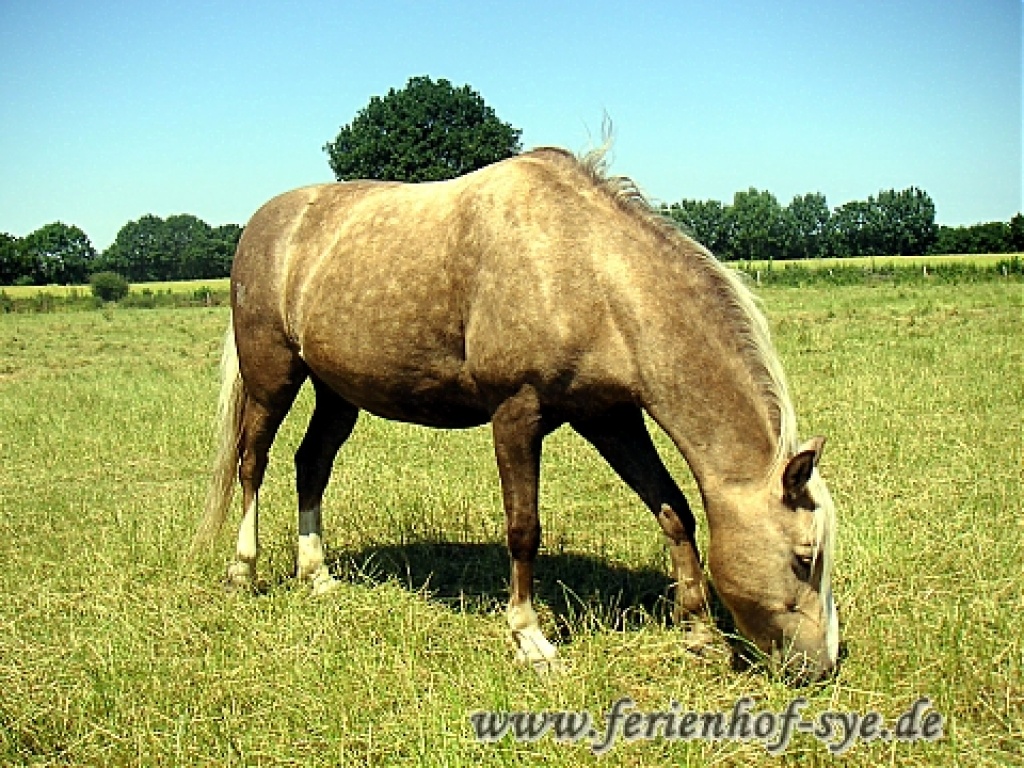 STOP!!! Suchen Eine Reitbeteiligung im Umfeld Hasloh - Ponys - KP