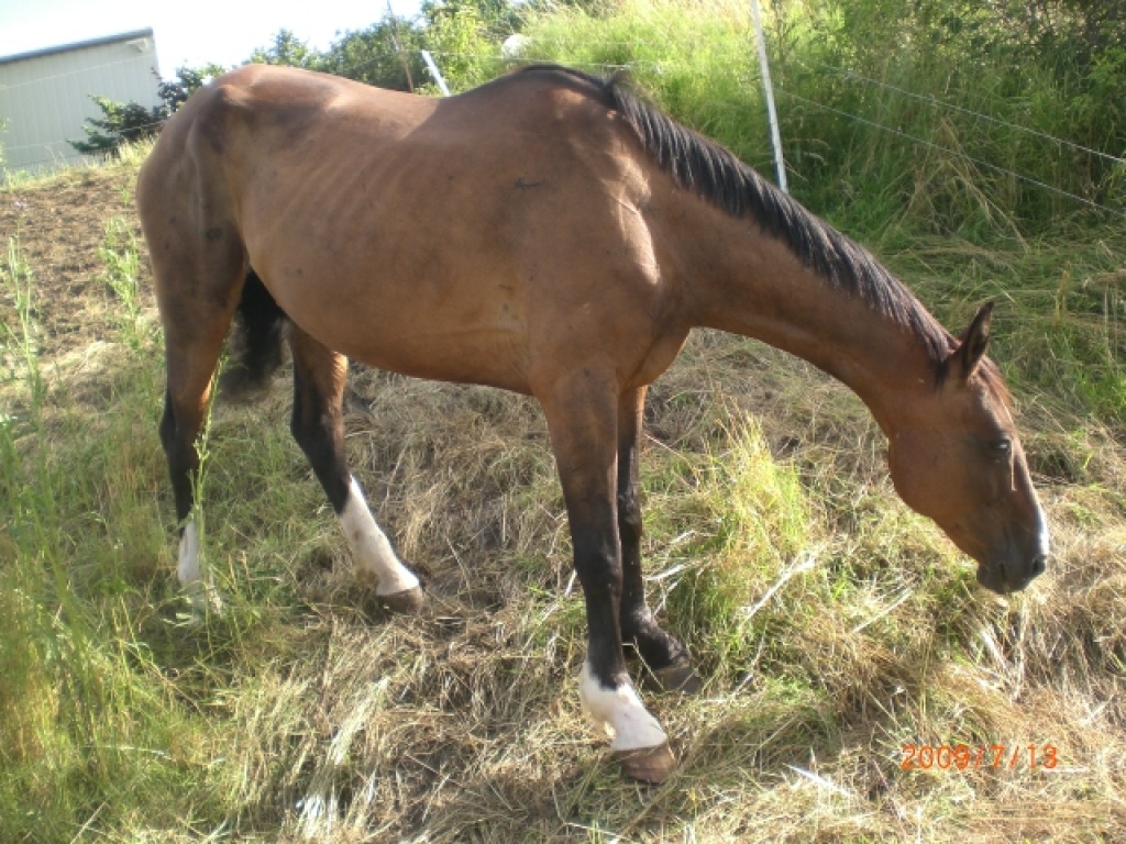 Hübsche Reitpferdstute m.P. zur Zucht/Beisteller 650Euro - Stute - Alkersleben