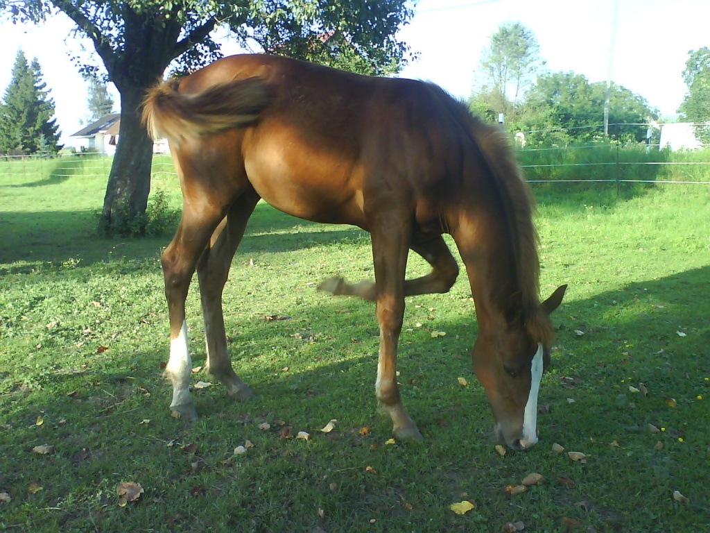 SCHÖNES PAINT / PINTO- STUTFOHLEN - Stute - Tettnang
