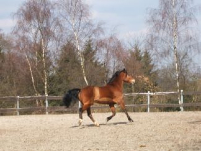 Tolles allround Pferd zu verkaufen!!! - Stute - Sprockhövel