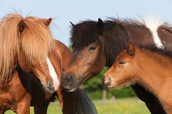Suche Reitbeteiligung für zwei brave Pferde - Reitbeteiligung - Bestwig