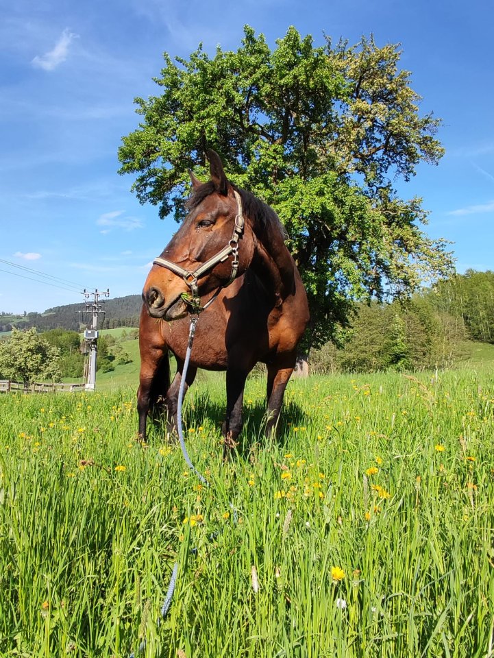 Tschechisches Warmblut – erfahrene Reitperson gesucht für 19-jährige Stute - Stute - Lasberg