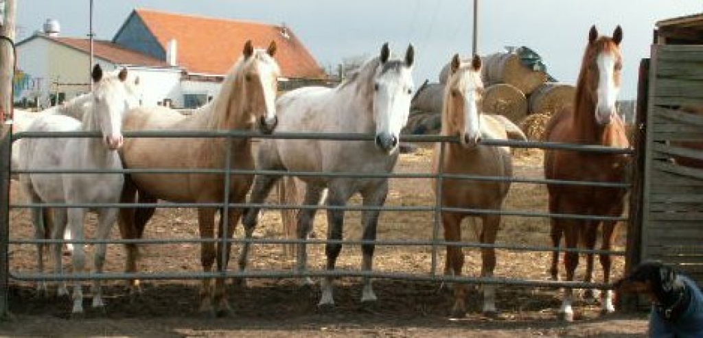 Sanfter, einfühlsamer Reitunterricht - Reitbeteiligung - Hannover