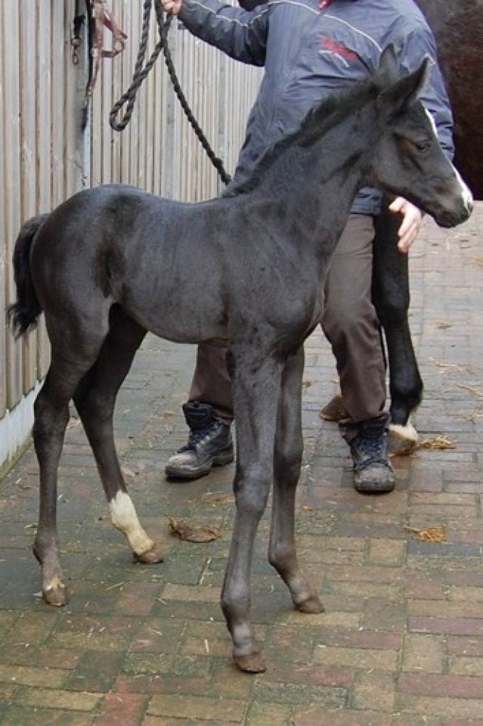Exclusive Fohlen zu Verkaufen, alle aus Werldstammen - Fohlen - Asten Niederlande