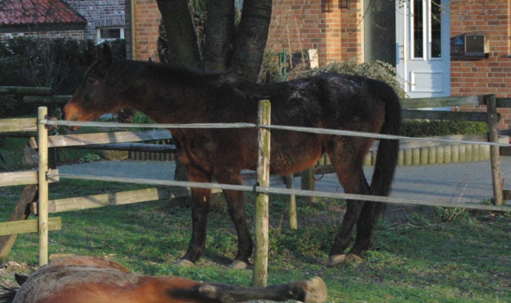 23-jährige braune Warmblut-Stute - Stute - Niederkrüchten
