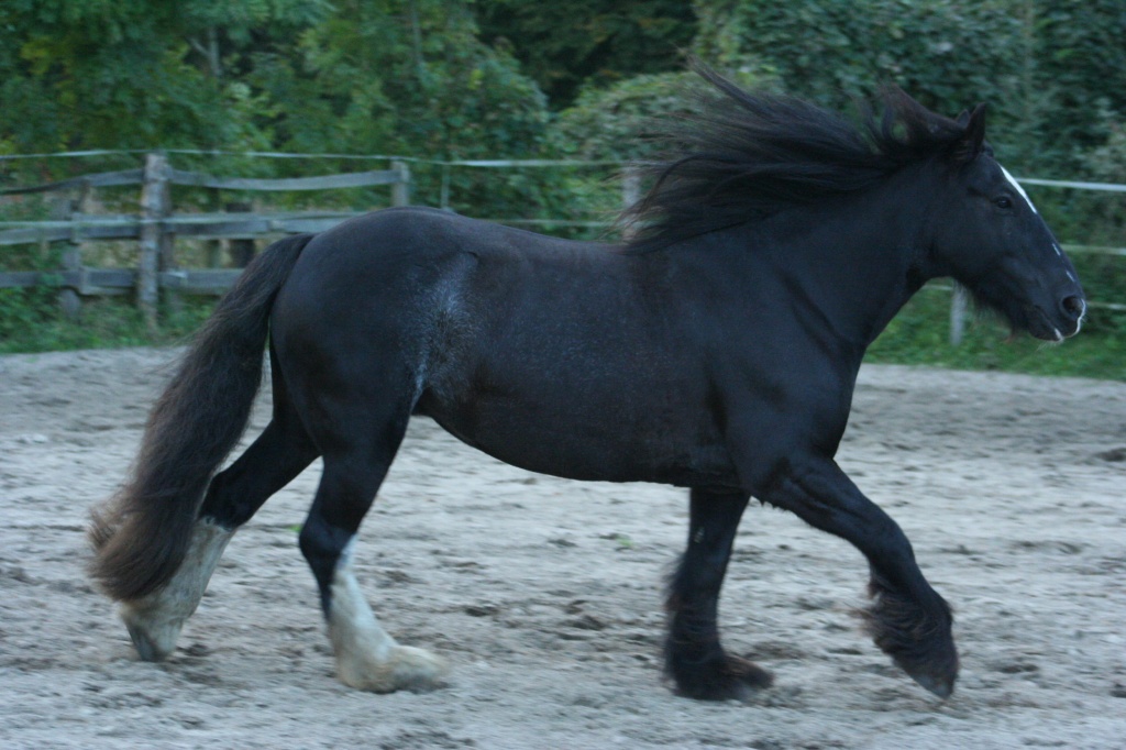 Bildhübsche Tinkerrappstute - Verlasspferd in Hasloh - Reitbeteiligung - Hasloh