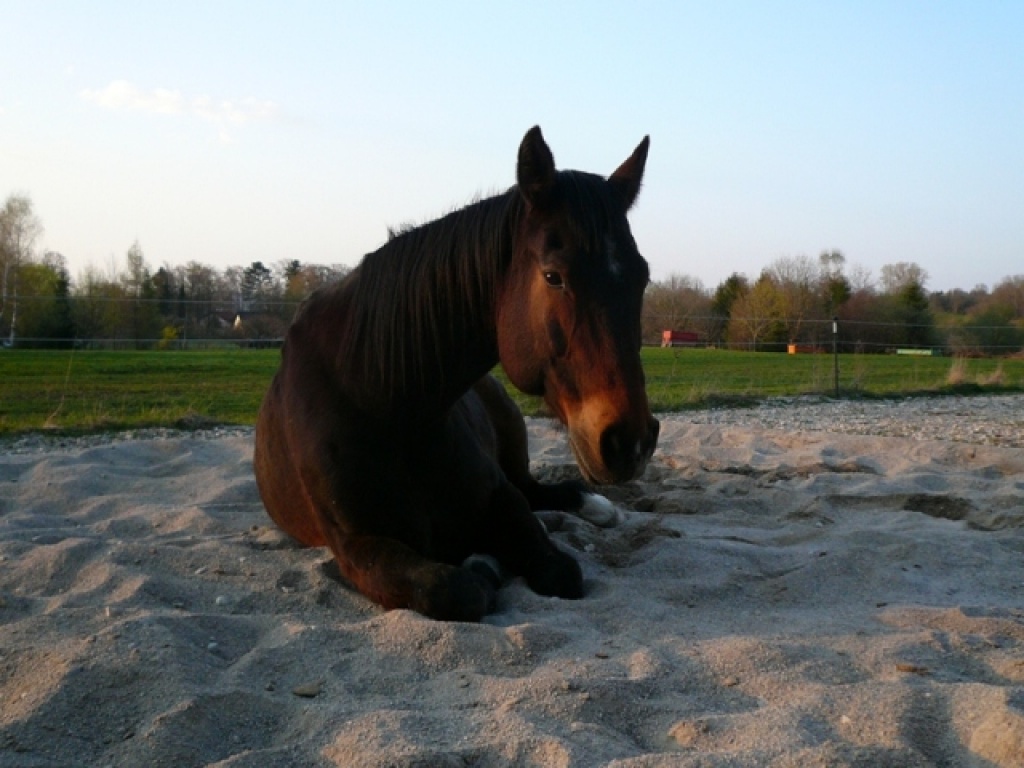 Biete Parelli Reitbeteiligung - Reitbeteiligung - Schäftlarn