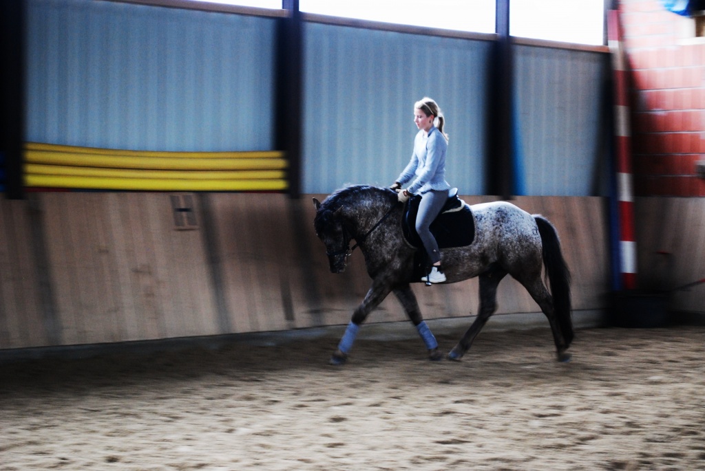 SUCHE REITBETEILIGUNG UM FFM - Reitbeteiligung - Frankfurt am Main