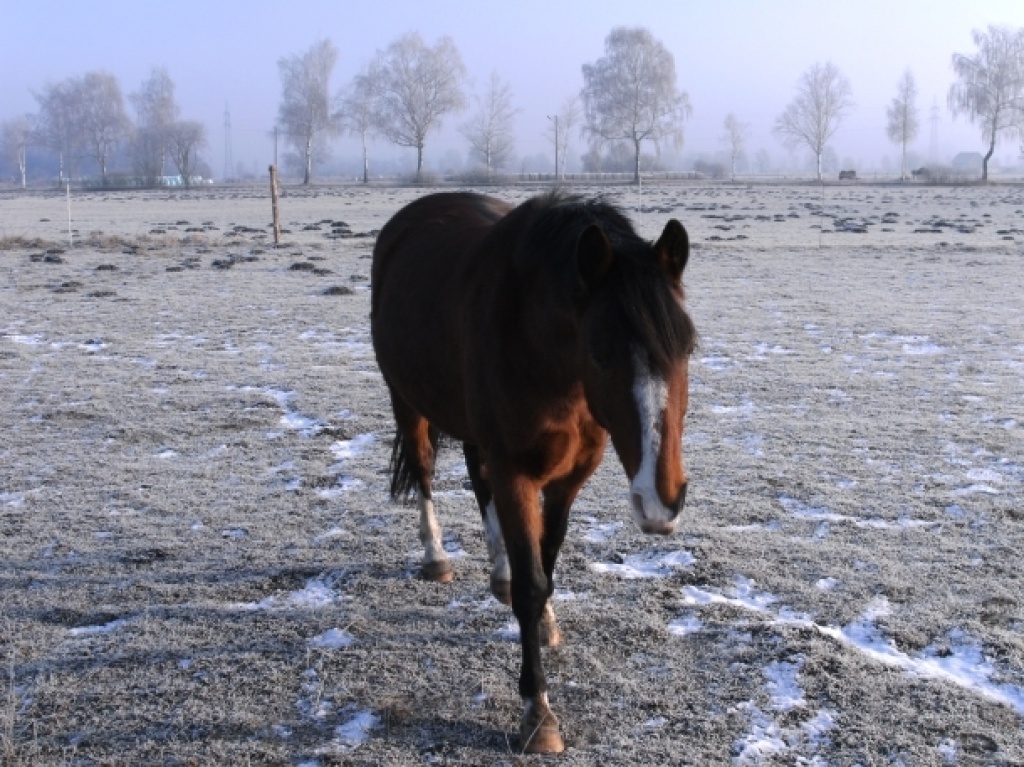 Reitbeteiligung auf lieben Kleinpferd! :) - Reitbeteiligung - München