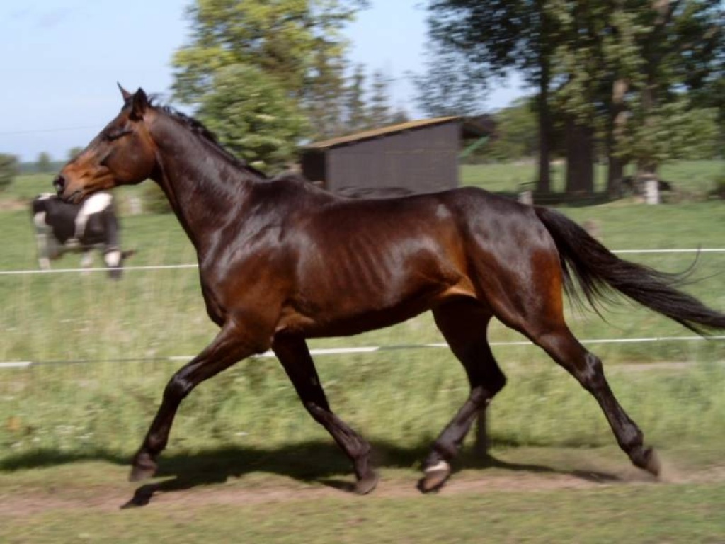 Biete Reitbeteiligung auf Top-Pferd im Süden von Berlin!! - Reitbeteiligung - Berlin