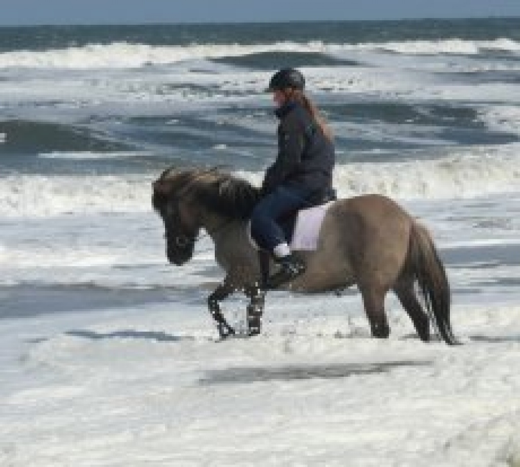 Reitbeteiligung in Delmenhorst auf Islandstute - Reitbeteiligung - Delmenhorst