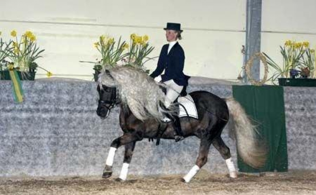 Deckhengst / Reinzucht Kohlfuchs Haflinger - Deckhengst - Greding - Untermässing